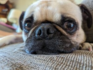 picture of a pug. this pug is named Herbie and is Erin's rescue dog