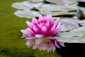 decorative image of a pink lotus on water.